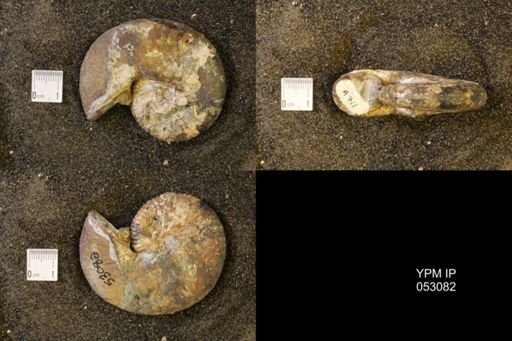 Discoscaphites conradi