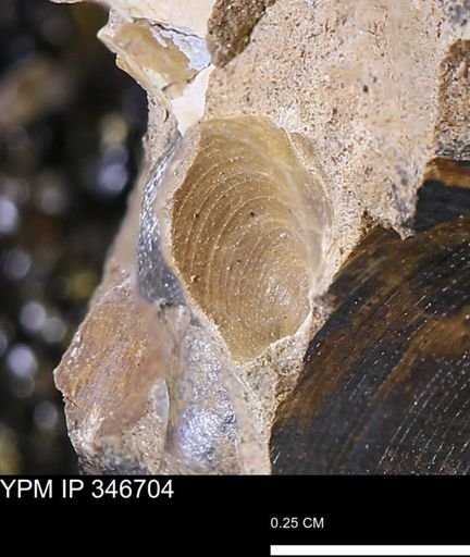 undet. Bivalvia