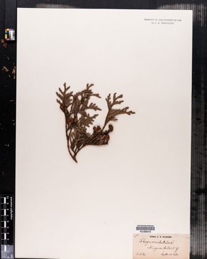Thuja occidentalis