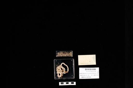 Hydrophis fasciatus
