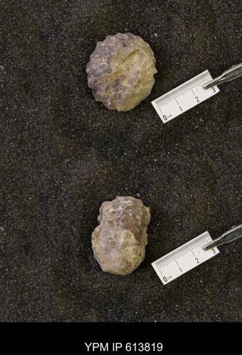 Neogastroplites sp.