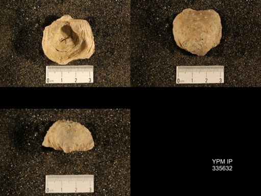 Linoproductus sp.