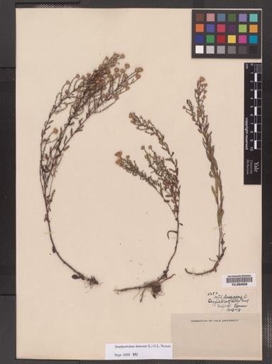 Symphyotrichum dumosum