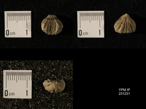 Wellerella osagensis