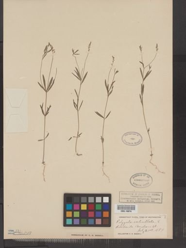Polygala verticillata