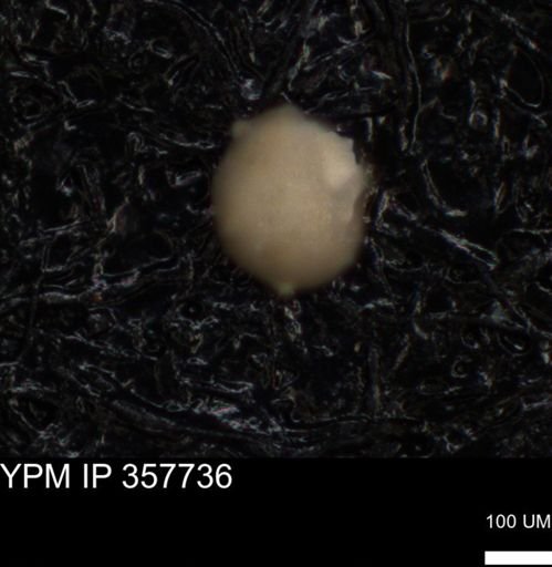 undet. Foraminiferida