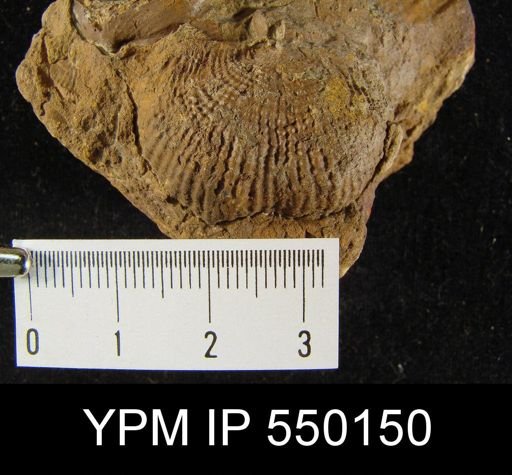 Productus magnicostatus