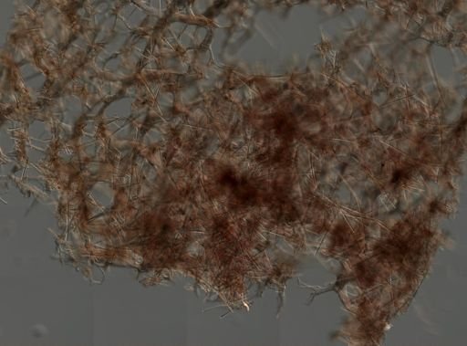 Callyspongia vaginalis