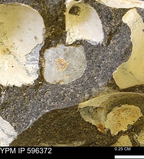 Limopsis striatopunctatus