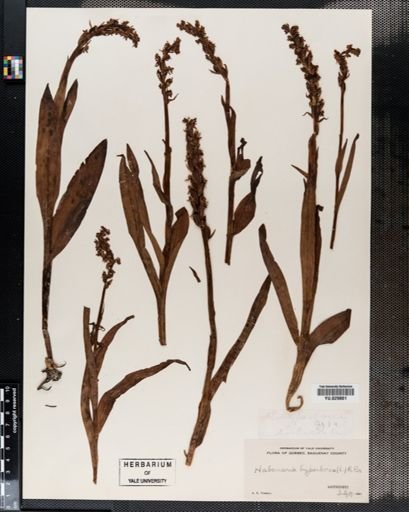 Habenaria