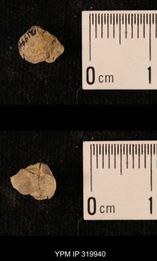 Ambocoelia planoconvexa
