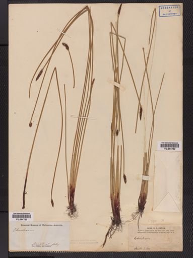 Eleocharis