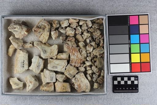 Hyracodon nebrascensis