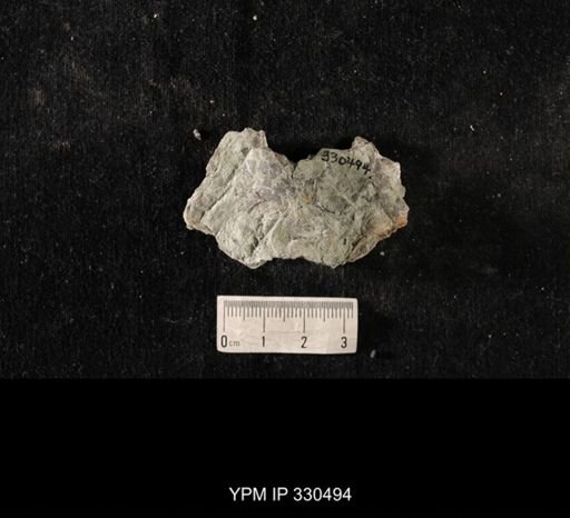 Strophomena sp.