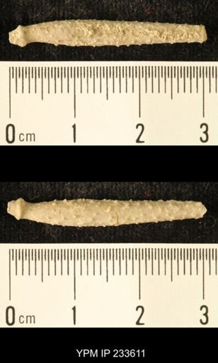 Archaeocidaris sp.