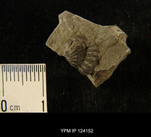 Phacops rana
