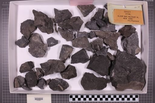 mixed taxa, stratigraphic collection