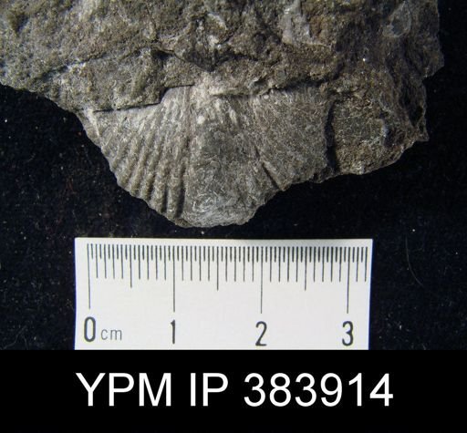 Cyrtina cf. rostrata