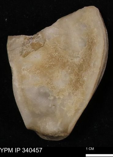 Ostrea glabra