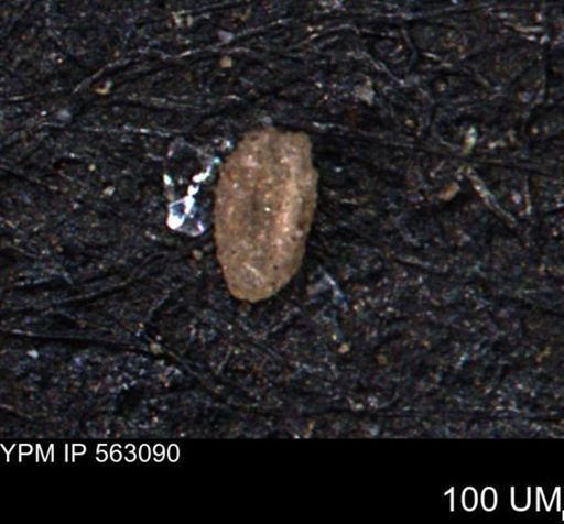 Miliammina manitobensis