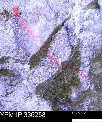 undet. Mollusca