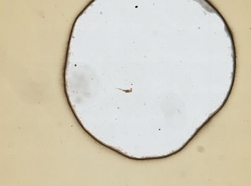Collotheca mutabilis