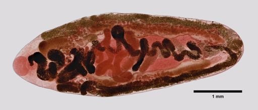 Pneumobites
