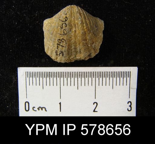 Spirifer increbescens