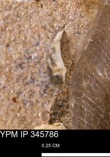 undet. Bivalvia