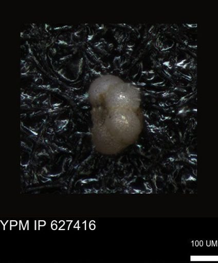 undet. Foraminiferida