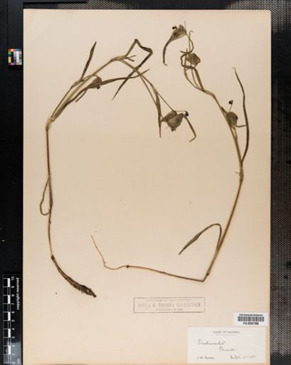 Tradescantia