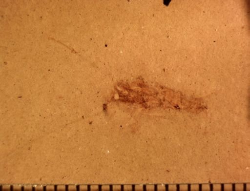 undet. Insecta