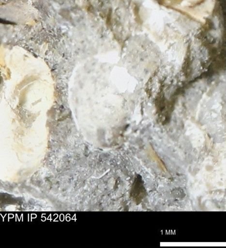 Corbulamella gregaria