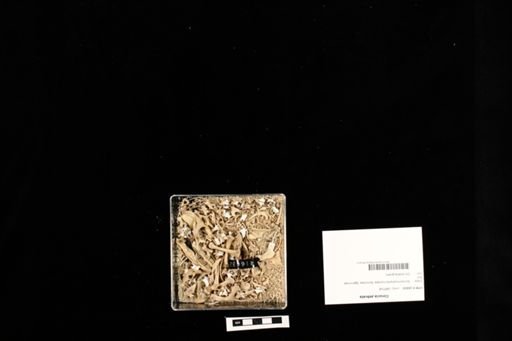 Corucia zebrata