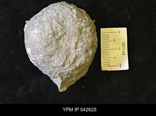Dolatocrinus asterias?