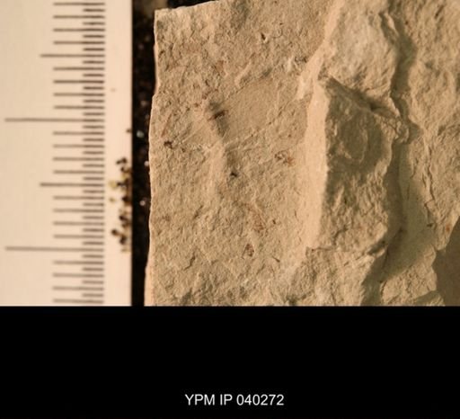 Probnis speciosa