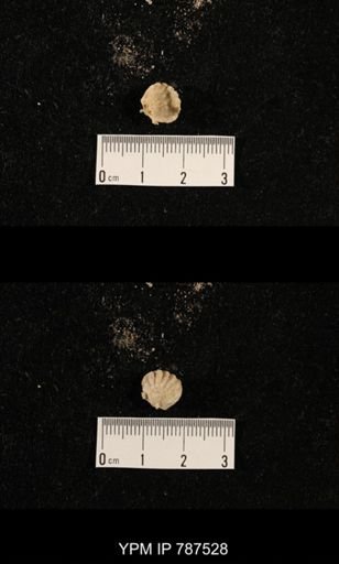 undet. Brachiopoda