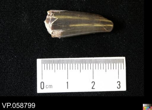 undet. Actinopterygii