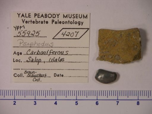 Psephodus?