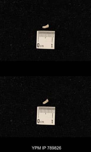 taxon undetermined
