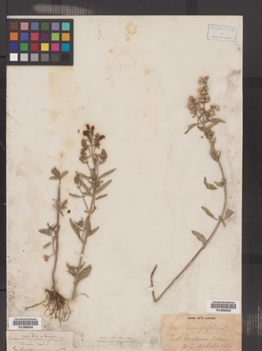 Scutellaria integrifolia