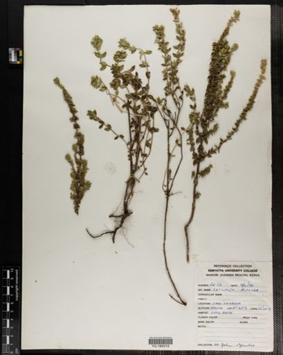 Plantae