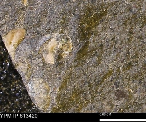 Scaphites sp.