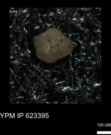undet. Foraminiferida