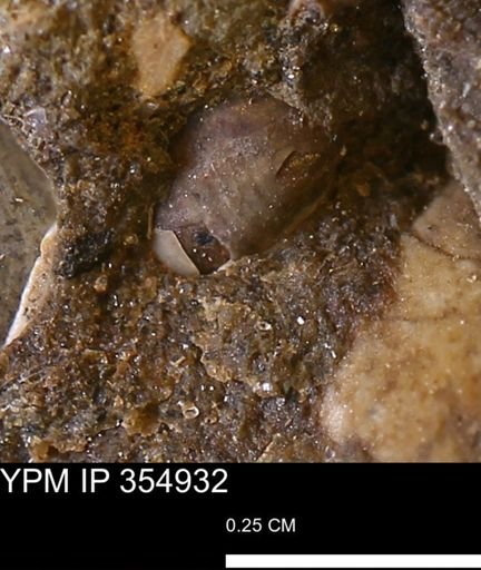 undet. Mollusca