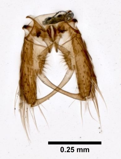 Aedes cretinus