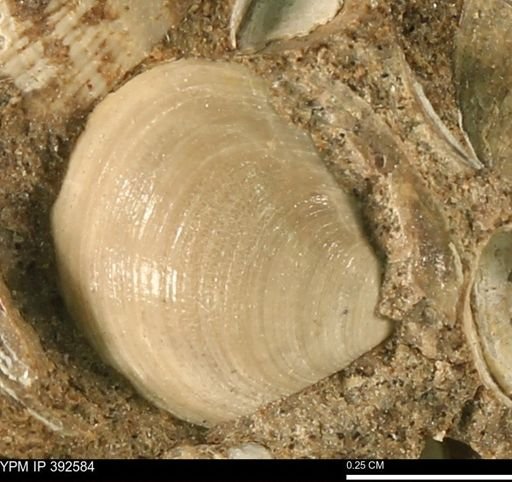 Protocardia subquadrata