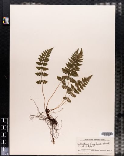 Cystopteris fragilis