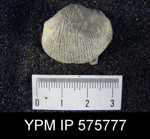Dinorthis (Retrorsirostra) carleyi