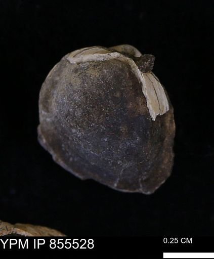 Limopsis striatopunctatus